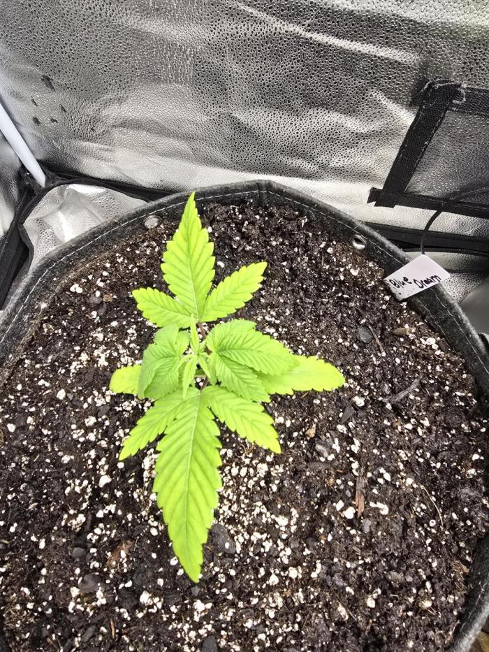 Blue Dream. Week 3 - Waited alittle to long to transplant her but shes is in her new home now .