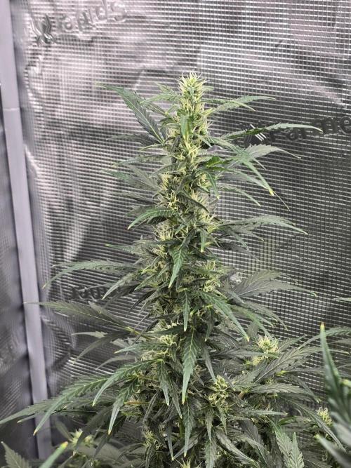 Gorilla Zkittlez auto. Week 10 - Stacking amazing 