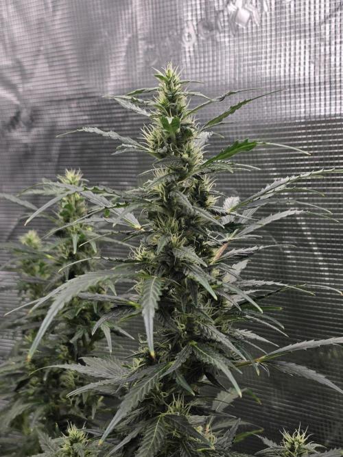 Gorilla Zkittlez auto. Week 10 - Gorilla Zkittlez 