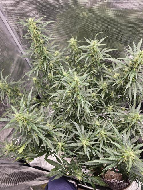 Gorilla Zkittlez auto. Week 10 - Shes a bush