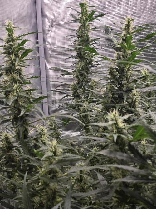 Gorilla Zkittlez auto. Week 10 - Towers