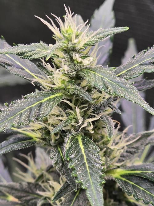 Gorilla Zkittlez auto. Week 10 - Frost setting in