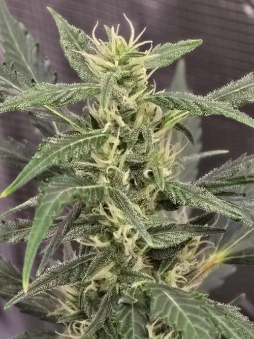 Gorilla Zkittlez auto. Week 10 - Close up