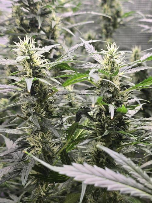 Gorilla Zkittlez auto. Week 10 - More towers stacking