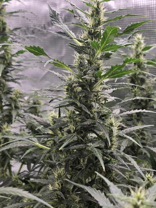 Gorilla Zkittlez auto. Week 10 - Gorilla Zkittlez 