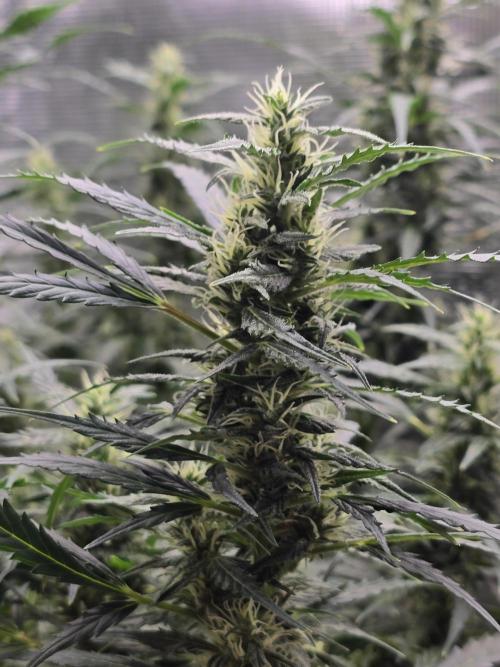 Gorilla Zkittlez auto. Week 10 - Gorilla Zkittlez 