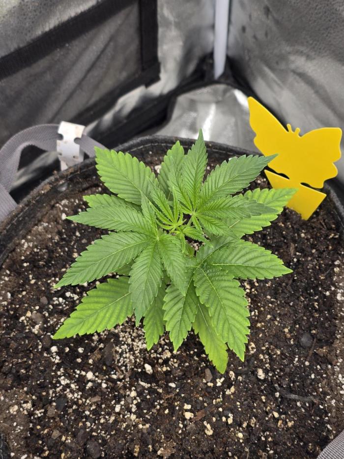 Blue Dream. Week 4 - Shes looking good now gonna top her soon and let her veg out