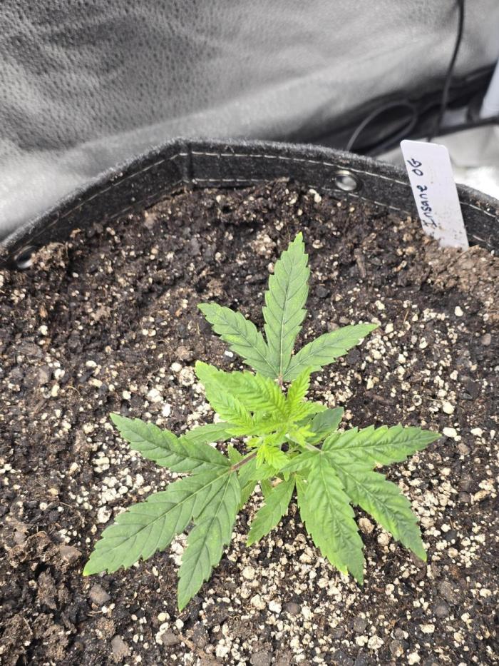 Insane OG. Week 5 - Color is coming back hopefully she will start taking off