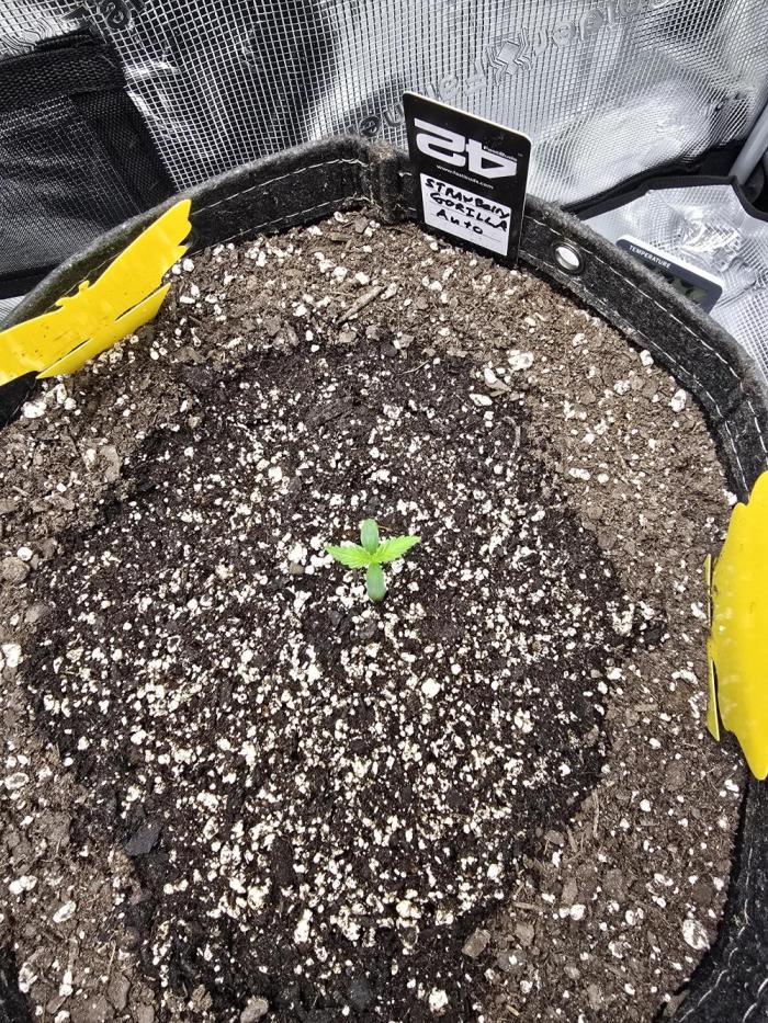 Strawberry Gorilla auto. Week 1 - Shes here.  Fresh start 