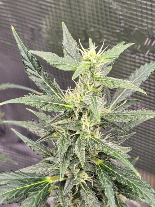 Gorilla Zkittlez auto. Week 11 - Getting frosty