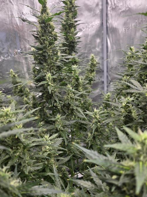Gorilla Zkittlez auto. Week 11 - Lots of bud sites stacking