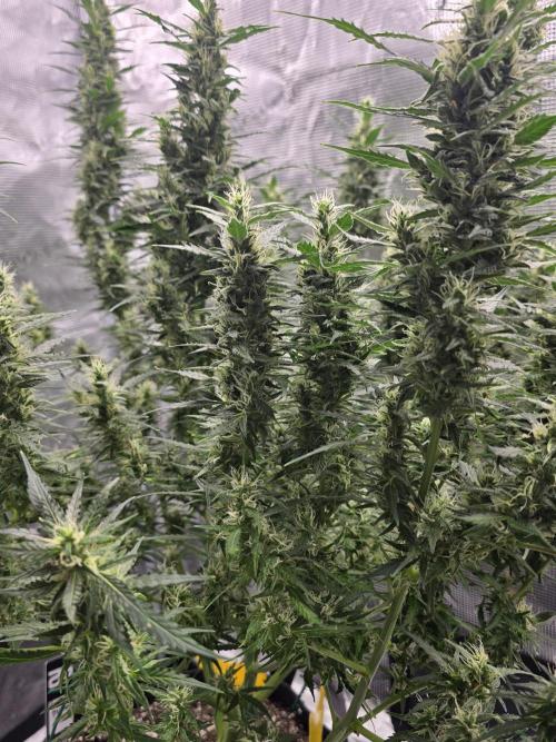Gorilla Zkittlez auto. Week 11 - Gorilla Zkittlez 