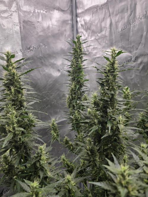 Gorilla Zkittlez auto. Week 11 - 3 towers