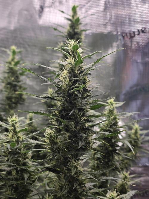 Gorilla Zkittlez auto. Week 11 - Gorilla Zkittlez 
