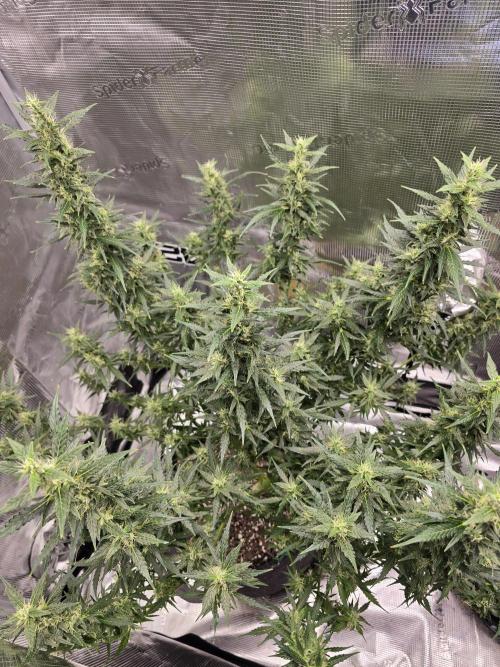 Gorilla Zkittlez auto. Week 11 - To shot