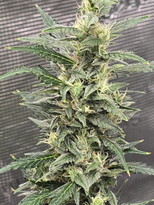 Gorilla Zkittlez auto. Week 12 - Frost coming in good now