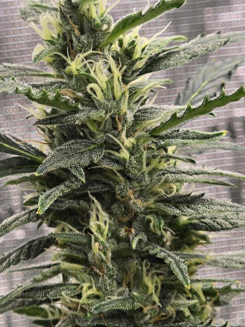 Gorilla Zkittlez auto. Week 12 - Alittle closer 