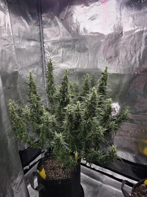 Gorilla Zkittlez auto. Week 12 - Full plant shot.  Almost nothing but colas