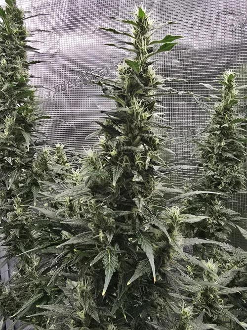 Gorilla Zkittlez auto. Week 12 - Main cola