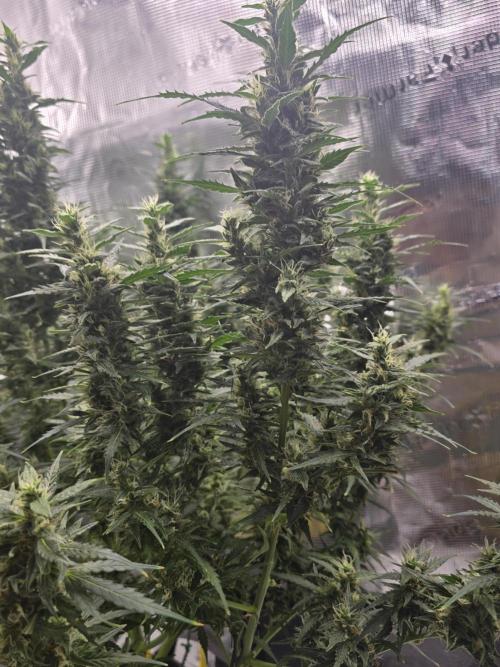 Gorilla Zkittlez auto. Week 12 - Side