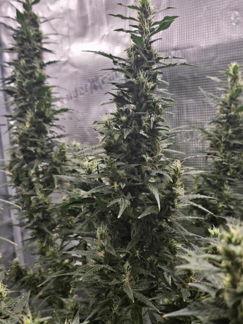 Gorilla Zkittlez auto. Week 12 - 3 towers