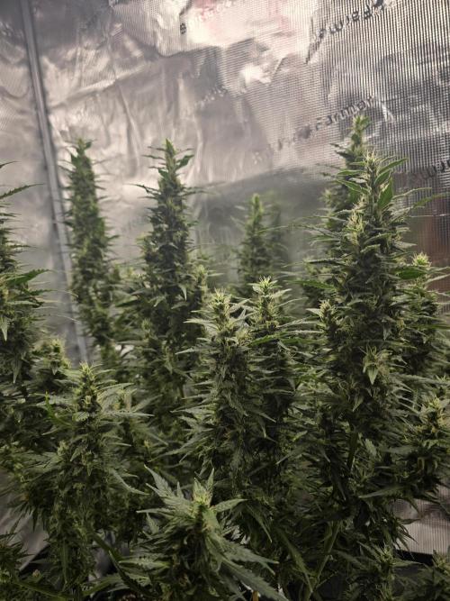 Gorilla Zkittlez auto. Week 12 - 💪