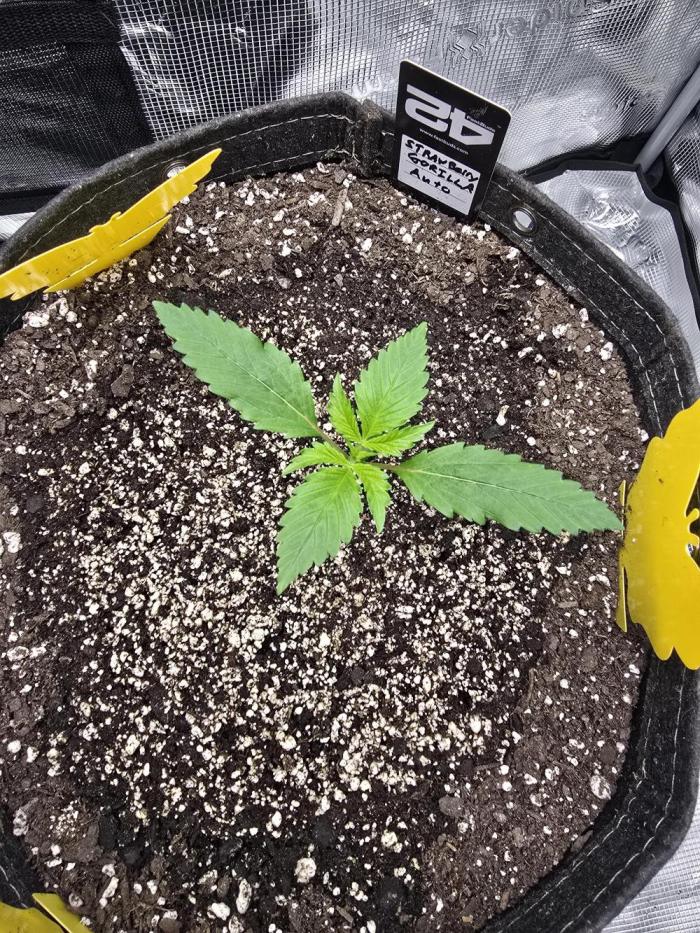 Strawberry Gorilla auto. Week 2 - Way better start this time around.  