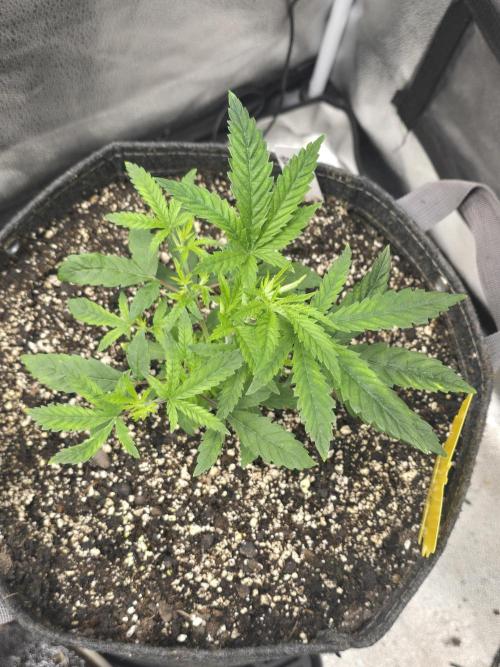 Insane OG. Week 6 - Big jump this week the transplant really did help.
