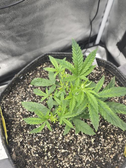 Insane OG. Week 6