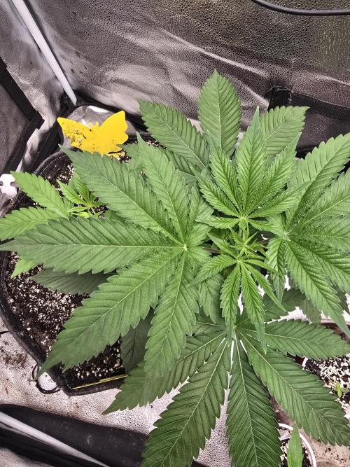 Blue Dream. Week 5 - Big beautiful fan leaves 