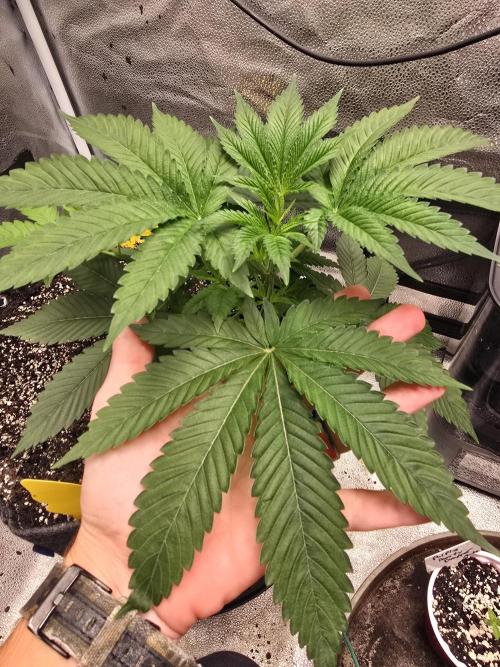 Blue Dream. Week 5 - Before her haircut 