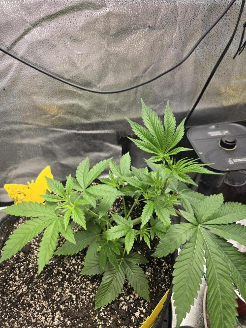 Blue Dream. Week 5 - After her haircut 