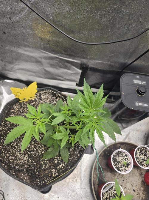 Blue Dream. Week 5