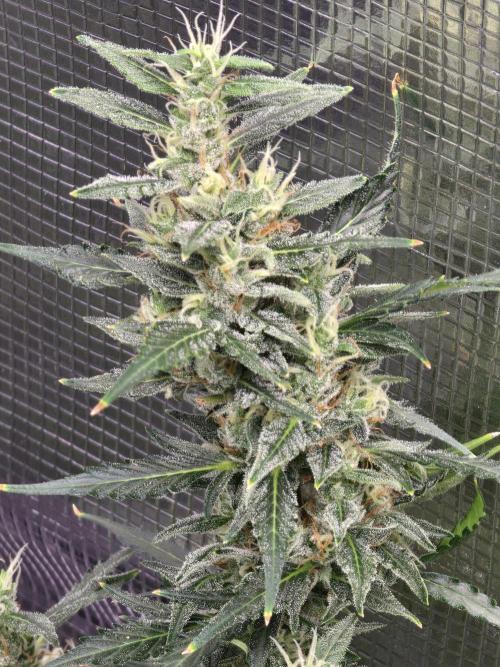 Gorilla Zkittlez auto. Week 13 - Looking frosty