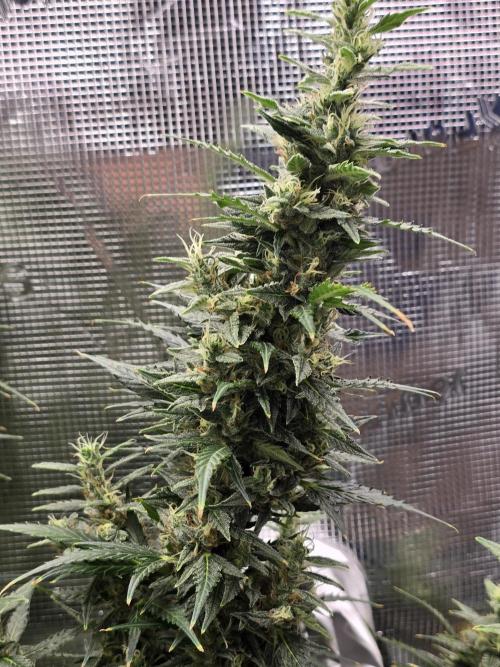 Gorilla Zkittlez auto. Week 13 - Some fox tailing going on