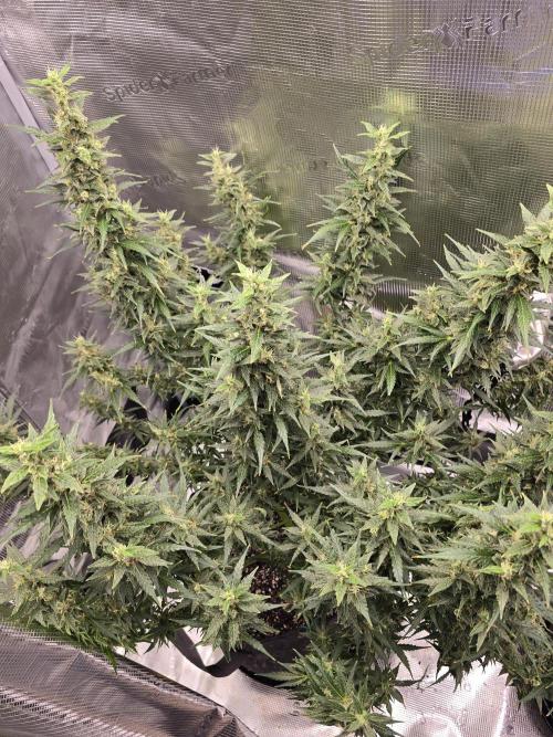 Gorilla Zkittlez auto. Week 13 - Top shot 