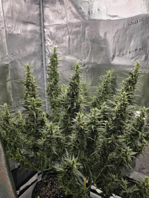 Gorilla Zkittlez auto. Week 13 - Beautiful side shot