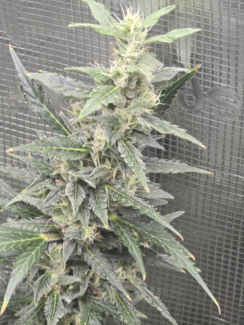 Gorilla Zkittlez auto. Week 13 - Gorilla Zkittlez 