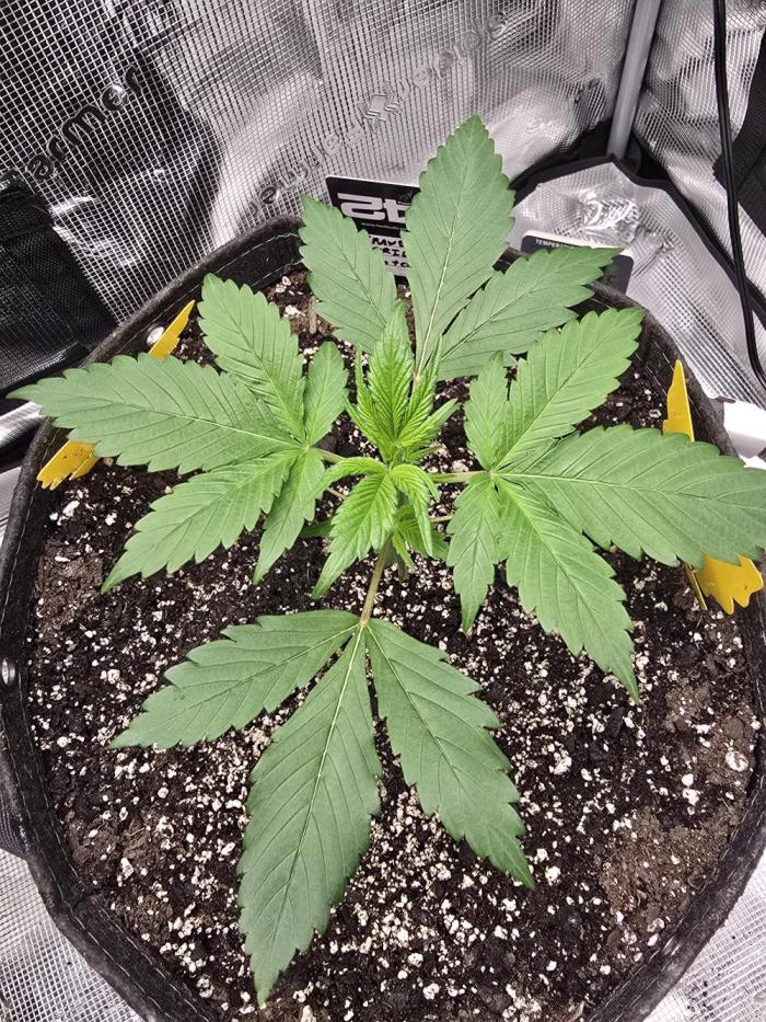 Strawberry Gorilla auto. Week 3
