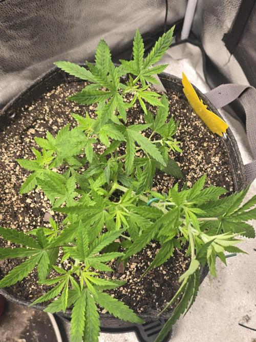 Insane OG. Week 7 - Lots of new growth did some LST to open her up.