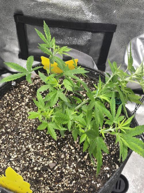 Insane OG. Week 7 - Shes funky looking but we dont care
