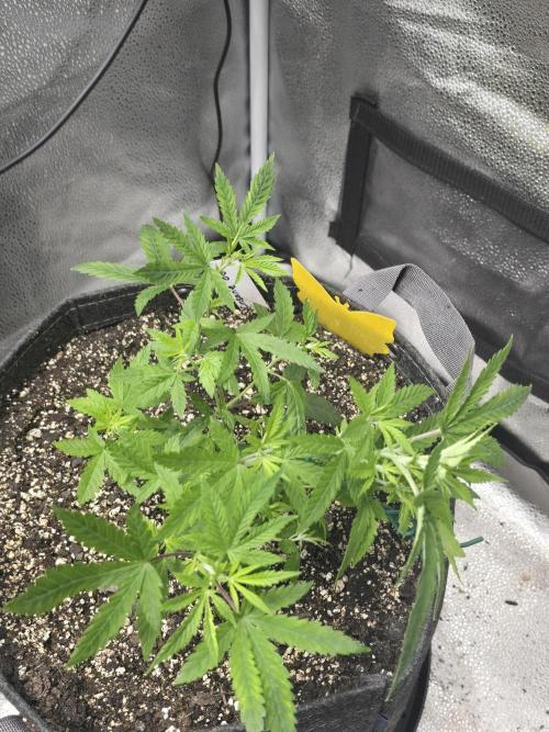 Insane OG. Week 7
