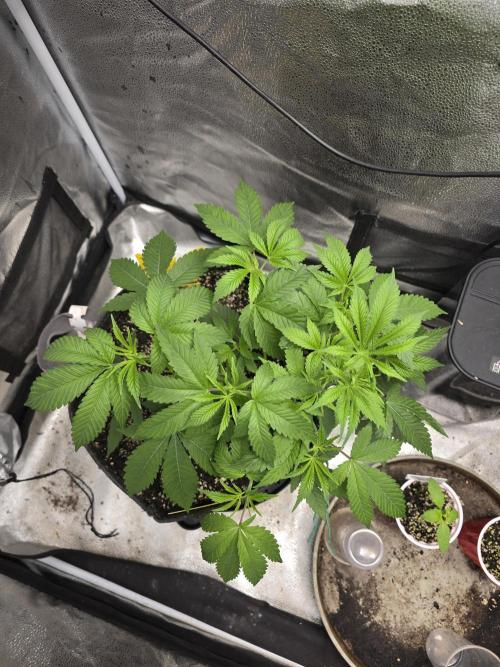Blue Dream. Week 6 - Shes looking great.  This is before her haircut and LST.