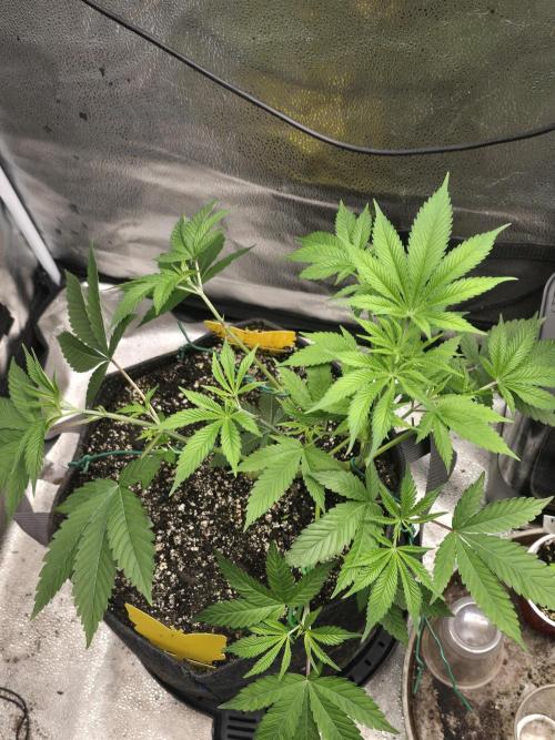 Blue Dream. Week 6 - After haircut and some training 