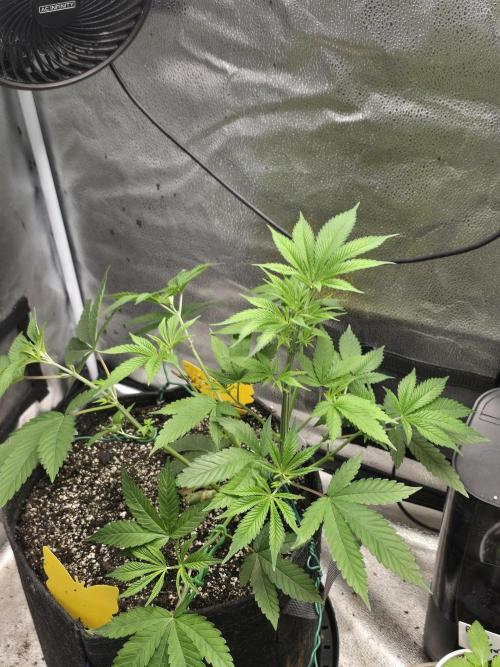 Blue Dream. Week 6