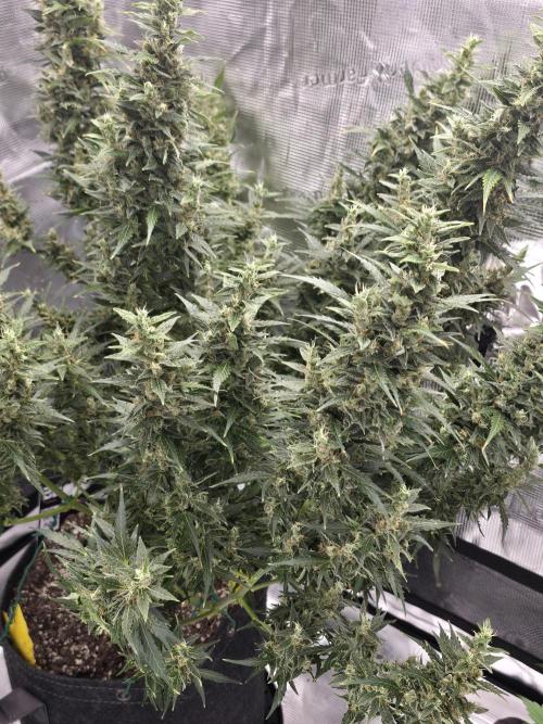 Gorilla Zkittlez auto. Week 14 - She all buds 