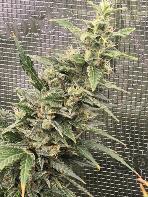 Gorilla Zkittlez auto. Week 14 - Starting to lean from the weight 