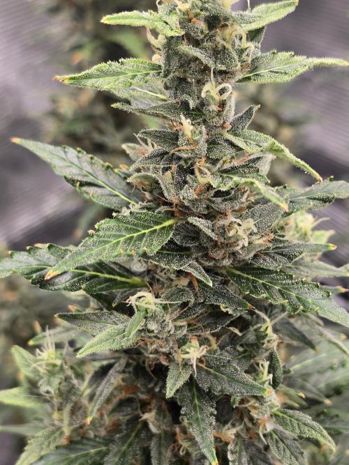 Gorilla Zkittlez auto. Week 14 - Frosty up beautifully 
