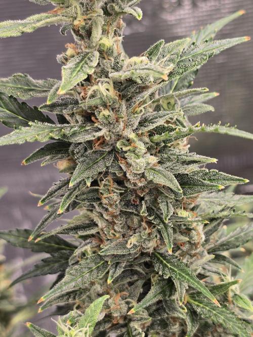 Gorilla Zkittlez auto. Week 14 - Yum