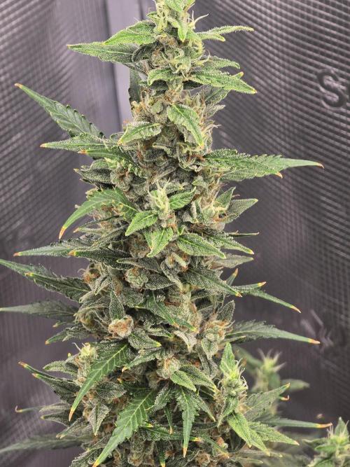 Gorilla Zkittlez auto. Week 14 - Gorilla Zkittlez 